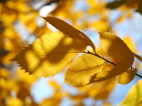 yellow elm leaves in autumn