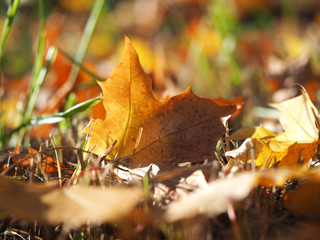 yellow maple leaves