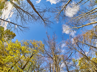 trees from the bottom up in the autumn park