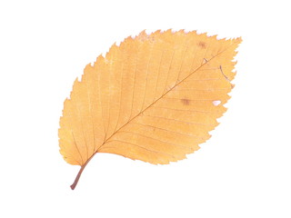 dry leaves of elm on a white background