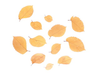 Obraz premium dry leaves of elm on a white background