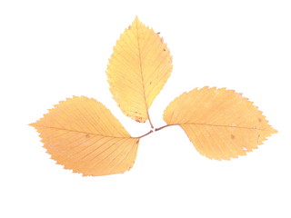 dry leaves of elm on a white background