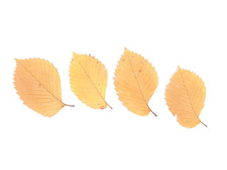 dry leaves of elm on a white background