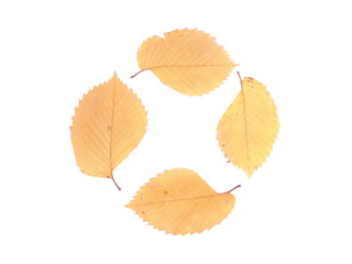dry leaves of elm on a white background