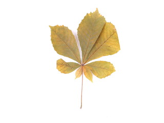 dry leaves of chestnut on a white background