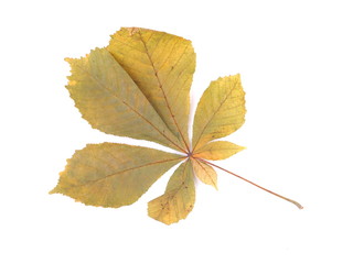 dry leaves of chestnut on a white background