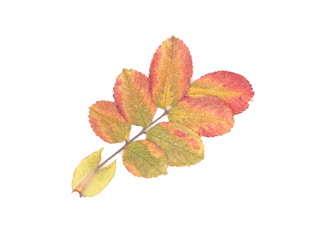 dry wild rose leaves on a white background