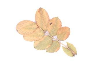 dry wild rose leaves on a white background