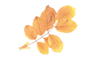 dry wild rose leaves on a white background