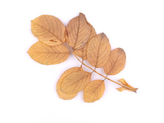 dry wild rose leaves on a white background