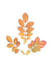 dry wild rose leaves on a white background