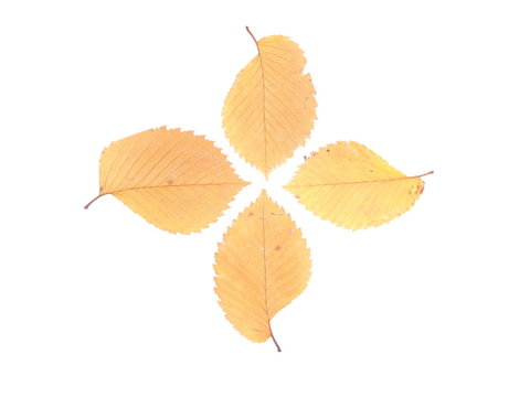 dry leaves of elm on a white background