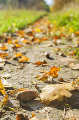 footpath in the wood in autumn weather