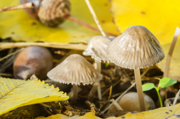 beautiful mushrooms in the wood in autumn weather