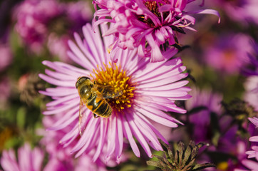 the bee on a flower collects pollen