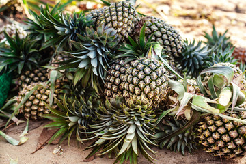 pineapple farm