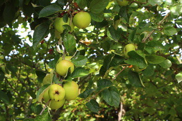 pommes murissant sur branche de pommier