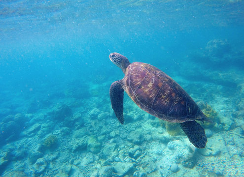 Green sea turtle in turquoise water