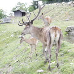 Naklejka na ściany i meble Several red deer (Cervus elaphus)