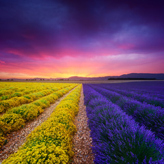 Lavendel en eeuwig veld