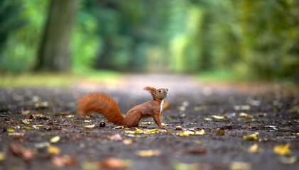 Eichhörnchen wartet auf Nüsse, Herbst im Park