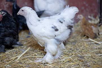 young brahma chicken