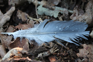 Feather with Water Droplets