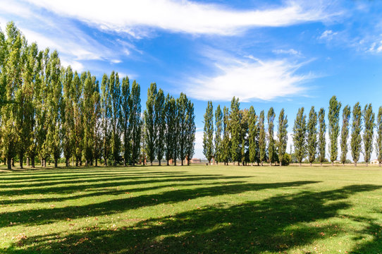 Viale alberato