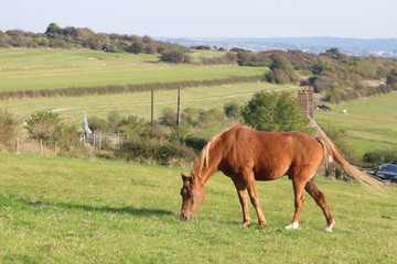 Obraz premium Horse feeding on a field of winter grass
