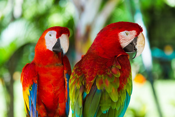 Fototapeta na wymiar Parrots in Bali Island Indonesia