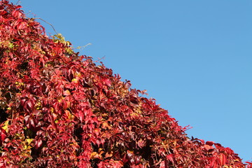 Red Leaves, Blue Sky