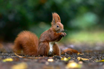 Naklejka na ściany i meble Eichhörnchen sammelt Nüsse, Herbst im Park