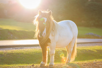 Horse on pasture evening near sunset