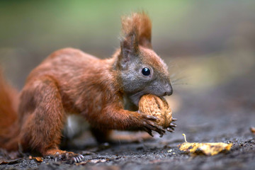 kleines Eichhörnchen knackt eine Walnuss