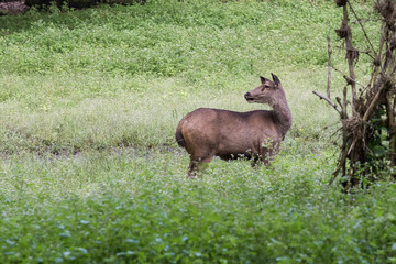 Naklejka na ściany i meble Female sambar deer in central Indian grasslands