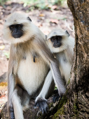 Adult and child monkeys, langur, India
