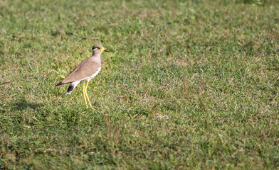 Yellow wattled lapwing bird India