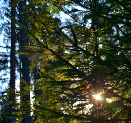 Sonnestrahlen Gegenlicht Zweig Wald Herbst