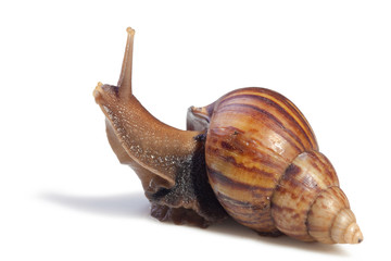 A Garden Snail (Cornu aspersum) isolated on a white background with clipping path.