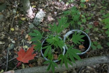 Obraz premium Marijuana or Cannabis leaf with maple leaf Canada