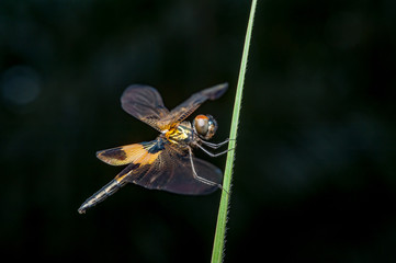 Male yellow-striped flutterer (Rhyothemis phyllis) on a grass