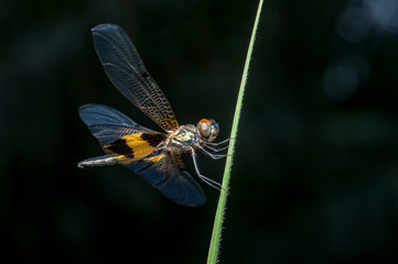 Male yellow-striped flutterer (Rhyothemis phyllis) on a grass