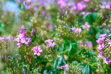 Beautiful pink flowers in field
