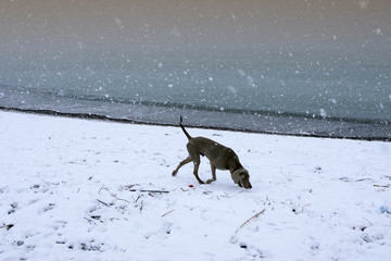 Cecina Marina, Livorno, Tuscany - snowfall