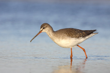 The enigmatic spotted redshank