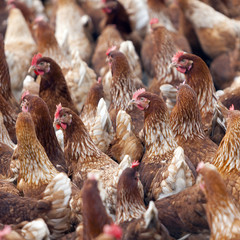 many brown chicken outside poultry farm in holland