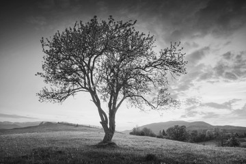 Alone in a valley. Monochrome colors