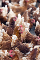 many brown chicken outside poultry farm in holland