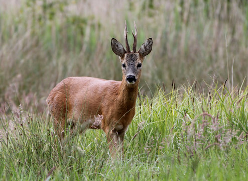 Inquisitive male Roe Deer (Capreolus capreolus) facing the camera