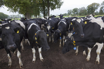 black and white cows in field between oak trees in the netherlan